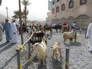 Several goats and cows are tied to posts as Omani men look at them