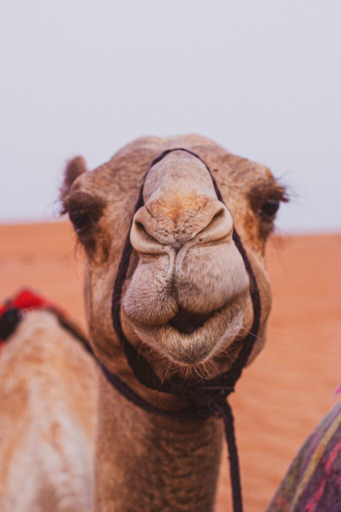 a close up of a desert camel looking straight at you